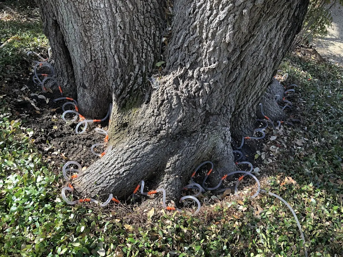 Detailed Tree Cabling and Bracing job site in Machesney Park