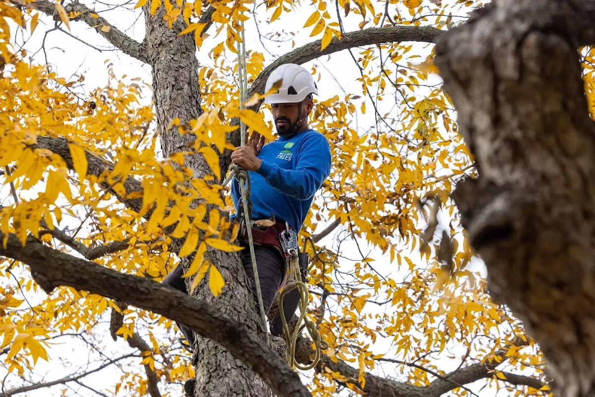 Skilled Tree Planing crew working in Machesney Park